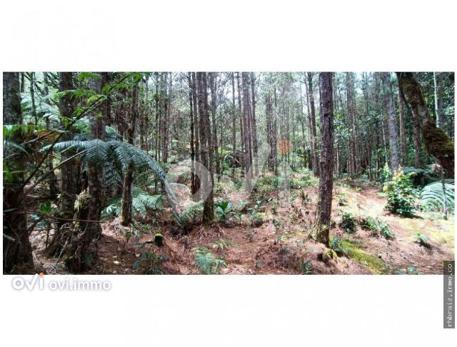 (LOTE)  (La Union)