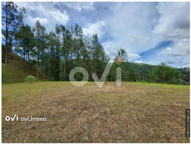 (LOTE Juanito Laguna)