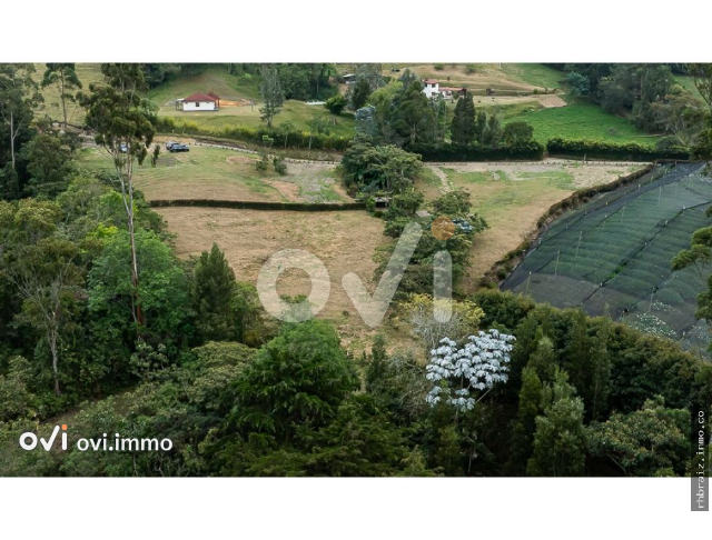 (LOTE) (el tambo)