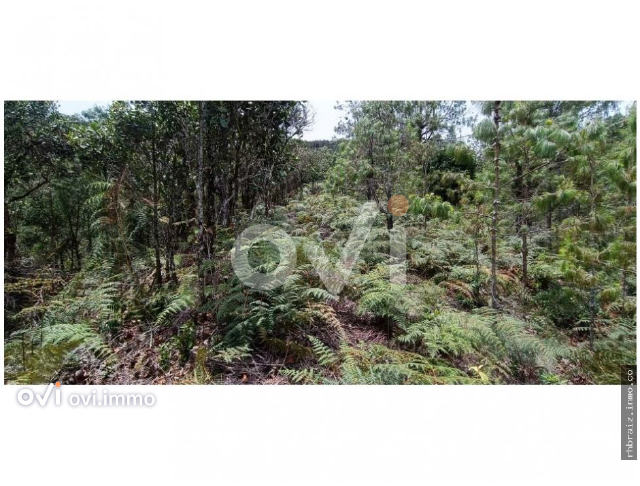 (LOTE)  (La Union)