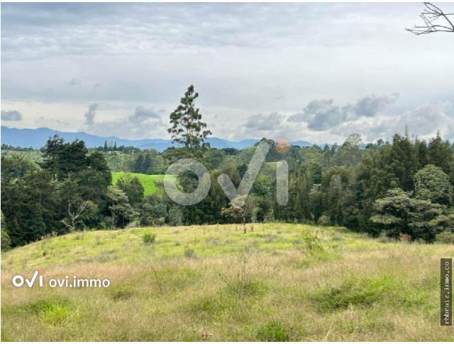 (LOTE) (Rionegro)